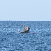 Jumping Whale III